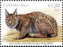 Iberian Lynx (Lynx pardinus)