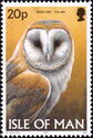 Western Barn Owl (Tyto alba)