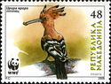 Eurasian Hoopoe (Upupa epops)