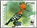 Eurasian Hoopoe (Upupa epops)