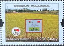 Hybrid Rice Farm at Mahitsy