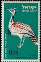 Houbara Bustard (Chlamydotis undulata)