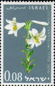 Madonna Lily (Lilium candidum)