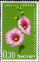 Bristly Hollyhocks (Althaea setosa)