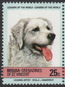 Hungarian Kuvasz (Canis lupus familiaris)