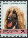 Afghan Hound (Canis lupus familiaris)