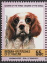 Cavalier-King-Charles-Spaniel (Canis lupus familiaris)