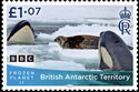Killer Whales and Snow leopard