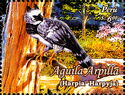 Harpy Eagle (Harpia harpyja)