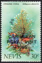 Stinging Coral (Millepora alcicornis) - overprinted