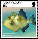 Queen Triggerfish