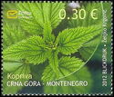 Stinging Nettle (Urtica dioica)