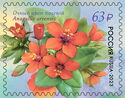 Scarlet Pimpernel (Anagallis arvensis)