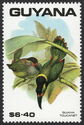 Guianan Toucanet (Selenidera piperivora)