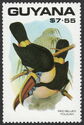 Red-billed Toucan (Ramphastos tucanus)