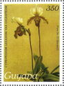 Cypripedium leeanum var. giganteum