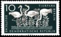 Greater Flamingo (Phoenicopterus ruber roseus)