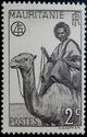 Man on Dromedary (Camelus dromedarius)