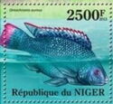 Blue Tilapia (Oreochromis aureus)