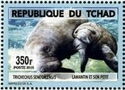 African Manatee (Trichechus senegalensis)