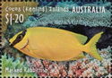 Masked Rabbitfish (Siganus puellus)