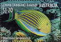 Bluelined Surgeonfish (Acanthurus lineatus)