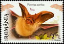 Brown Long-eared Bat (Plecotus auritus)