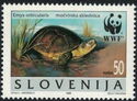 European pond tortoise (Emys orbicularis)