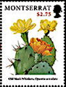 Chenille Prickly Pear (Opuntia aciculata)