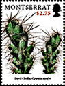 Devil Cholla (Opuntia stanlyi)