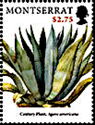 Century Plant (Agave americana)