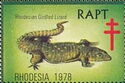 Rhodesian Girdled Lizard