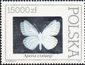 Black-veined White (Aporia crataegi)