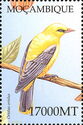 Golden Oriole (Oriolus oriolus)