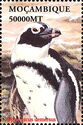 African Penguin (Spheniscus demersus)