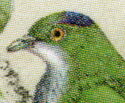 Superb Fruit Dove (Ptilinopus superbus)