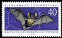 Brown Long-eared Bat (Plecotus auritus)