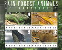 Rain Forest Animals of Montserrat