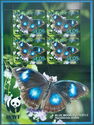 Blue Moon Butterfly (Hypolimnas bolina) male butterfly