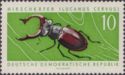 Stag Beetle (Lucanus cervus)
