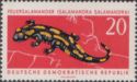 Banded Salamander (Salamandra salamandra terrestris)