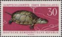 European Pond Turtle (Emys orbicularis)