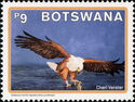 African Fish Eagle (Haliaeetus vocifer)