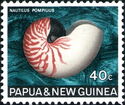 Chambered Nautilus (Nautilus pompilius)
