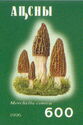 Morchella conica