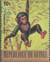 Chimpanzee (Pan troglodytes)