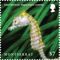 Dwarf Seahorse (Hippocampus zosterae)
