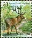 Red Deer (Cervus elaphus)