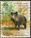 Wild Boar (Sus scrofa)
