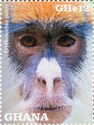 Patas Monkey (Erythrocebus patas)